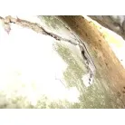 割れたところ