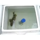 オーナーさんが取材前の1時間で釣ってきた魚が悠々と泳いでいました。