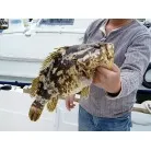ルアーにヒットした47cmのベッコウゾイ。